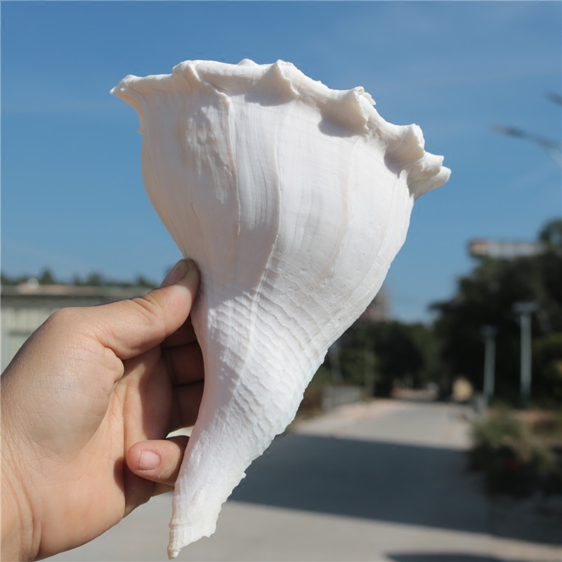 包邮天然大海螺贝壳左旋螺观音螺左旋香螺祭祀法器佛器礼品纪念品