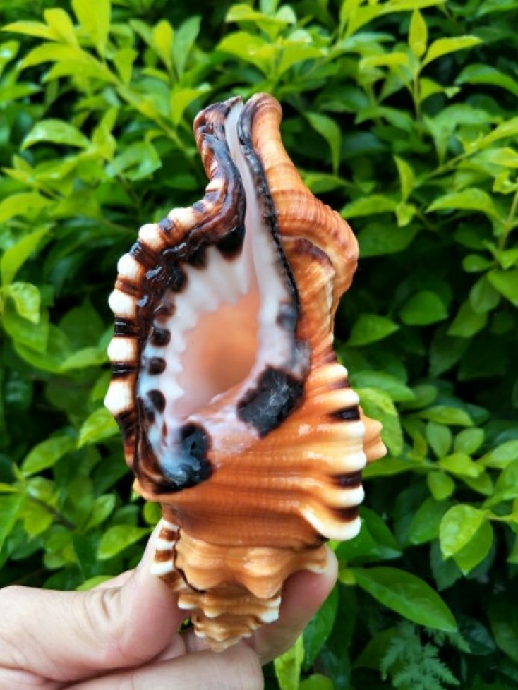 黑口螺 天然海螺贝壳工艺品 螺贝收藏 精美礼物海洋标本