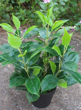 仿真植物叶迷你小盆栽香樟树叶带花盆绿植假盆景屏风装饰直销摆件