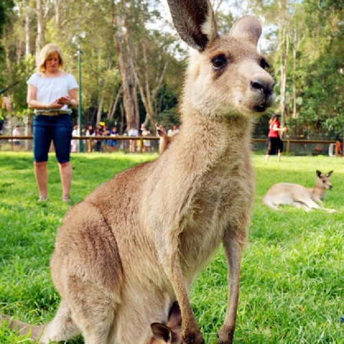 [可伦宾野生动物保护园-门票]澳大利亚黄金海岸 可伦宾动物园