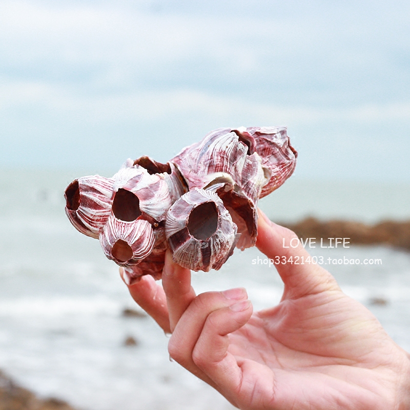 紫海莲花洞马牙大海怪石天然藤壶珊瑚鱼缸造景躲避屋虾房贝壳海螺
