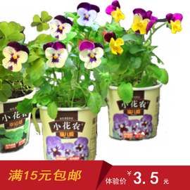 小花农绿植盆栽办公室桌面迷你植物diy幼儿园礼物 儿童植物观察