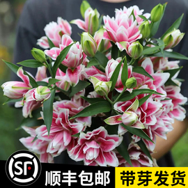 进口香水百合花种球盆栽水仙花卉绿植物室内好养活四季开花郁金香