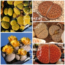 微纹玉混合种子20粒+ Lithops fulviceps mix生石花六六多肉