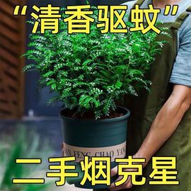 驱蚊清香木盆栽室内花卉，绿植净化空气吸除甲醛植物好养提神胡椒木