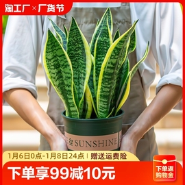 金边虎皮兰虎尾兰盆栽花卉，多肉水培植物绿植，室内吸四季常青客厅