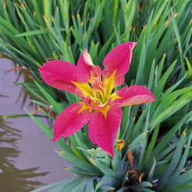 鸢尾水生植物鱼池水池，湿地绿化造景观赏水培水养，花卉绿植鸢尾花