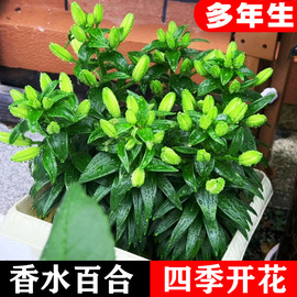 香水百合种球四季开花室内室外盆栽植物好养易活花苗重瓣花卉花种