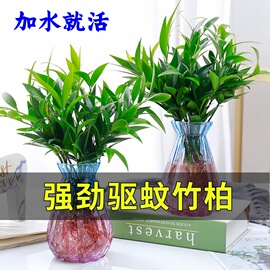 驱蚊竹柏盆栽驱蚊草水培植物，富贵竹花卉室内四季常青绿植水养植物