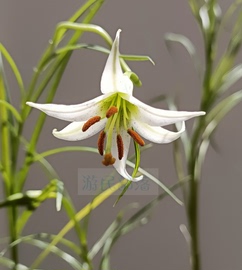 马塘百合盆栽花卉原生绿植植物观花型