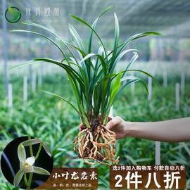 兰花建兰盆栽绿植小叶名贵龙岩素兰草带花苞四季兰植物兰花苗品种