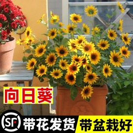 光辉岁月向日葵盆栽带花苞小苗四季开花太阳花室内外阳台绿植花卉