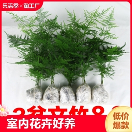 文竹盆栽植物室内办公室绿植花卉好养盆景四季水培矮文竹小苗阳台