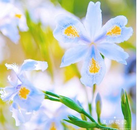 多年生蓝色鸢尾花苗四季常绿耐寒耐热耐阴别墅庭院花园花境植物