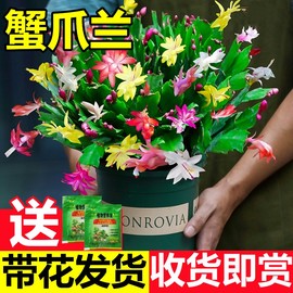 多色蟹爪兰花苗盆栽带花苞，四季开花重瓣螃蟹，抓莲好养易活室内花卉