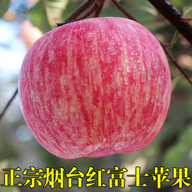 山东烟台苹果栖霞红富士新鲜水果大果整箱