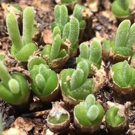 碧光环小兔子生石花屁股花绿色南非混合石生花组盆多肉植物石头花