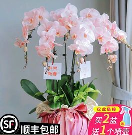 蝴蝶兰花苗鲜花盆栽带花苞花办公桌室内客厅四季花卉植物好养活