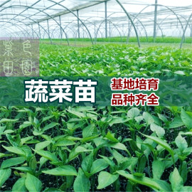 蔬菜种苗菜苗阳台盆栽秋葵辣椒茄子番茄西红柿丝瓜南瓜西瓜黄瓜苗