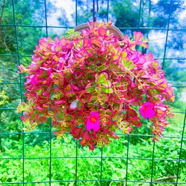 太阳花/马齿苋多肉植物 绿植花卉适合夏季开花型桌面室外防辐射