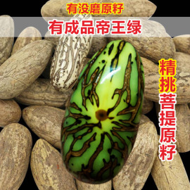 千眼菩提子原籽原料绿果成品佛珠，帝王绿老果大果原果手把件菩提根