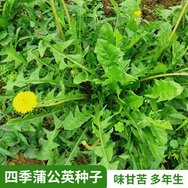 四季蒲公英种子婆婆丁种籽(丁，种籽)春秋冬季野菜，盆栽种植四季蔬菜种孑大全