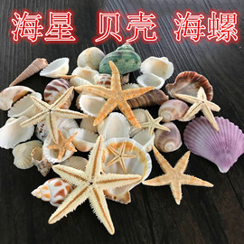 海星 贝壳 海螺 海洋系滴胶挂件饰品DIY手工配件鱼缸造景拍摄道具