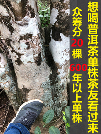 众筹2023年临沧秘境头春古树，茶20棵600年以上单株普洱茶生茶散装