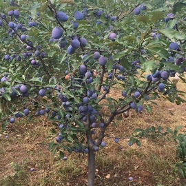 西梅树树苗嫁接蜂糖李子南方北方种植庭院阳台盆栽地栽特大果树苗