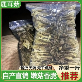 鹿茸菇干货500g鹿茸菌，新鲜营养商用脆蘑菇野生菌干香菇土特产特级