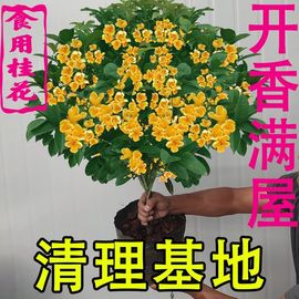 正宗流苏嫁接桂花树苗，盆栽地栽庭院浓香型桂花树，金桂丹桂沉香桂