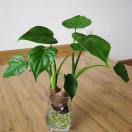 水培绿植植物室内桌面，花卉盆栽滴水，观音水养绿叶千手观音好养新鲜