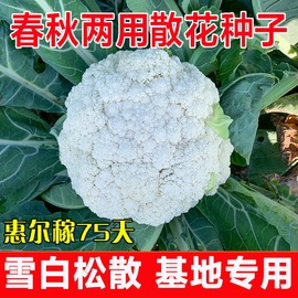 青梗松花菜种子春季早熟秋季中熟惠尔稼75天白菜花(白菜花)散花菜种籽