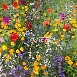 绿园花开 多年生野花组合种子草花花卉种籽易活播种菊花籽花海