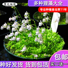 狸藻水生陆生雨林缸耐阴植物，禾叶小白兔挖耳草小型盆栽食虫植物