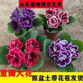 重瓣大岩桐花苗富贵芙蓉花卉，室内观赏盆栽带花苞，基地直发四季开花