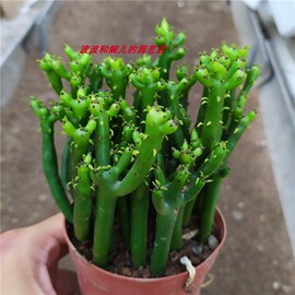 阳台客厅茶几多肉植物珊瑚棒室内吸甲醛美观易养护(易养护)仙人掌盆栽