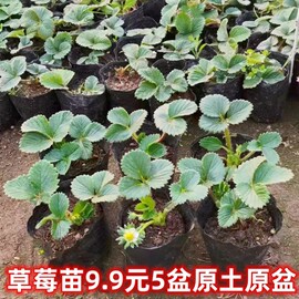 草莓苗四季盆栽食用黑巴克草莓苗秧红颜丹东99带土巨无霸淡雪香蕉