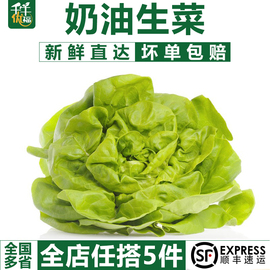 千牛优福奶油生菜500g 波士顿生菜 新鲜蔬菜沙拉食材 嫩叶