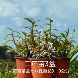 速发乐清雁荡山红杆软脚铁皮石斛苗盆栽珍品小红铁种苗木桩花卉