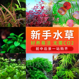 阴性水榕莫斯水草鱼缸植物，迷你蜈蚣草新手椒草，无需二氧化碳水下叶