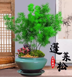 蓬莱松盆栽植物室内花卉吸甲醛四季常青生肖猴招财桌面绿植小盆景