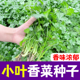 小叶香菜种子农家小香菜种籽四季老品种芜蓑特香阳台盆栽蔬菜种子