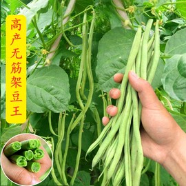 无筋架豆王种子(王种子)泰国无筋豆种籽豆角长芸豆蔬菜四季豆青豆高产