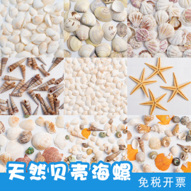 幼儿园手工海洋贝壳片，diy材料海星鱼缸装饰画，美工区角材料投放