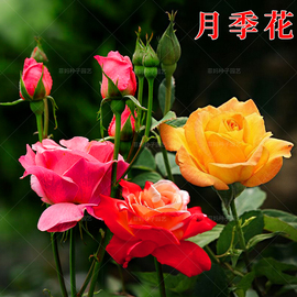 月季花蔷薇花玫瑰花种籽盆栽庭院易种春秋四季播室内外花卉种孑子