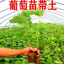 阳光玫瑰葡萄苗当年结果庭院抗寒爬藤南方北方种植品种葡萄树苗