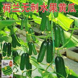 黄瓜水果荷兰种子无刺甜脆高产节节有瓜四季阳台庭院种植黄瓜种子