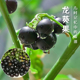 龙葵种子黑黝黝天天高产水果种籽春夏四季浆果，阳台盆栽野菜蔬菜孑