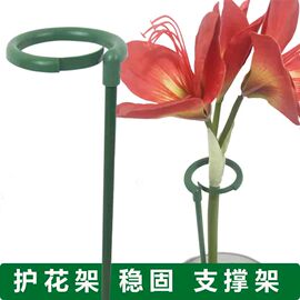 植物支撑杆蝴蝶兰朱顶红支架爬藤杆室内花架子家用园艺用品金钱树